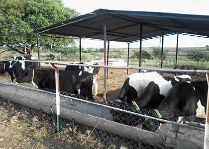 Cow farm manure disposal
