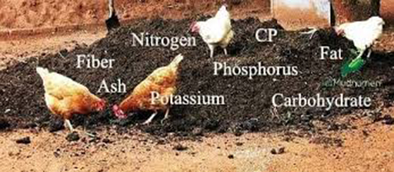 Chicken manure as fertilizer