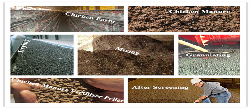 Chicken manure disposal process
