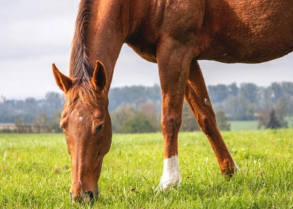 Horse farm waste management method