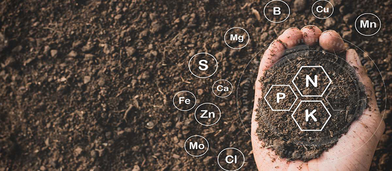 Chemical composition of organic fertilizer