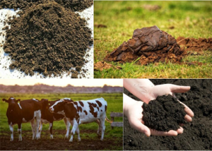 Why To Make Cow Dung Compost