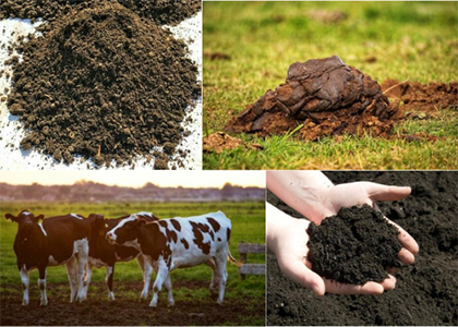 Cow manure compost making