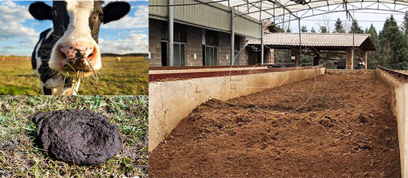 Cow manure fertilizer compost making