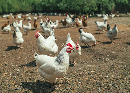 Poultry farm manure management