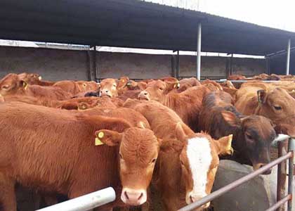 Manure management method for 2000 cattle