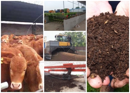 Cow manure compost making