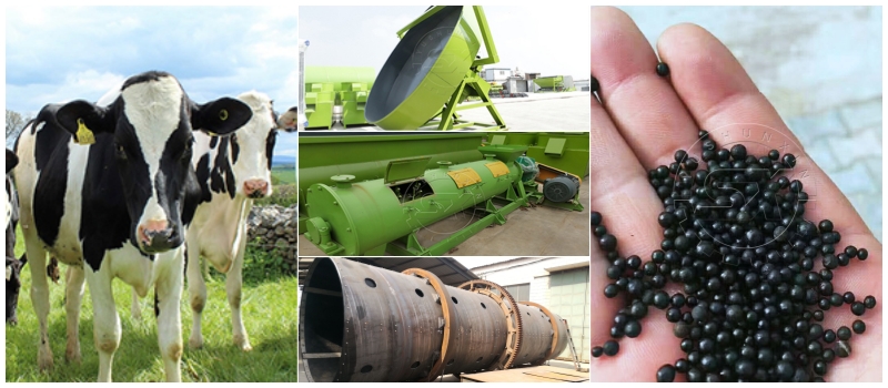 Cow manure fertilizer granule manufacturing