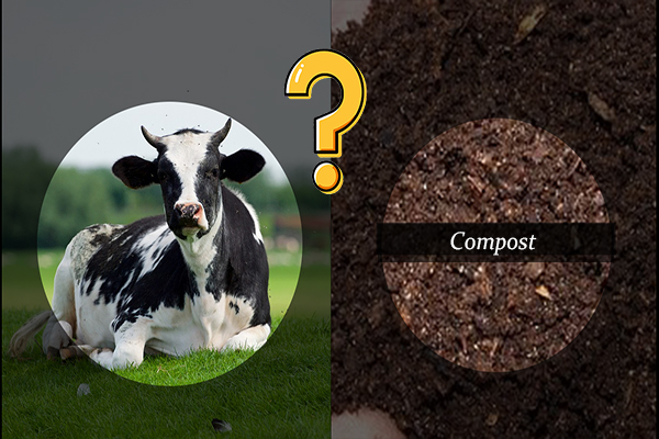 Cow manure compost conversion rate