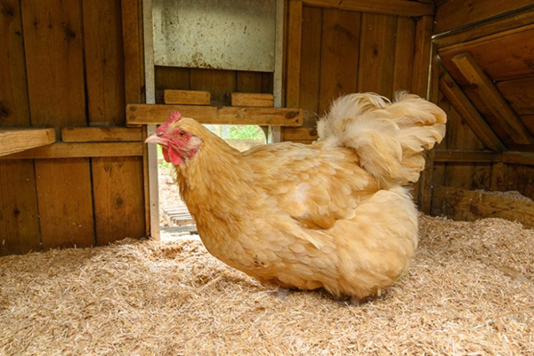 poultry bedding waste disposal