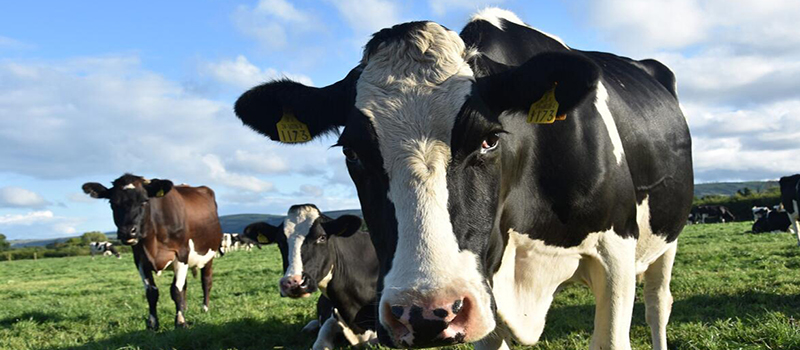 Cow farm waste management