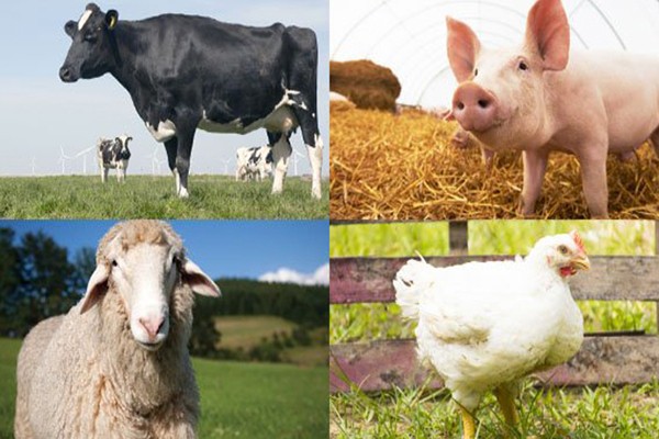 animal manure waste management